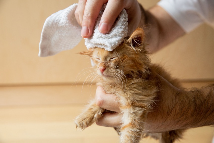 How to Clean a 1-Month-Old Kitten