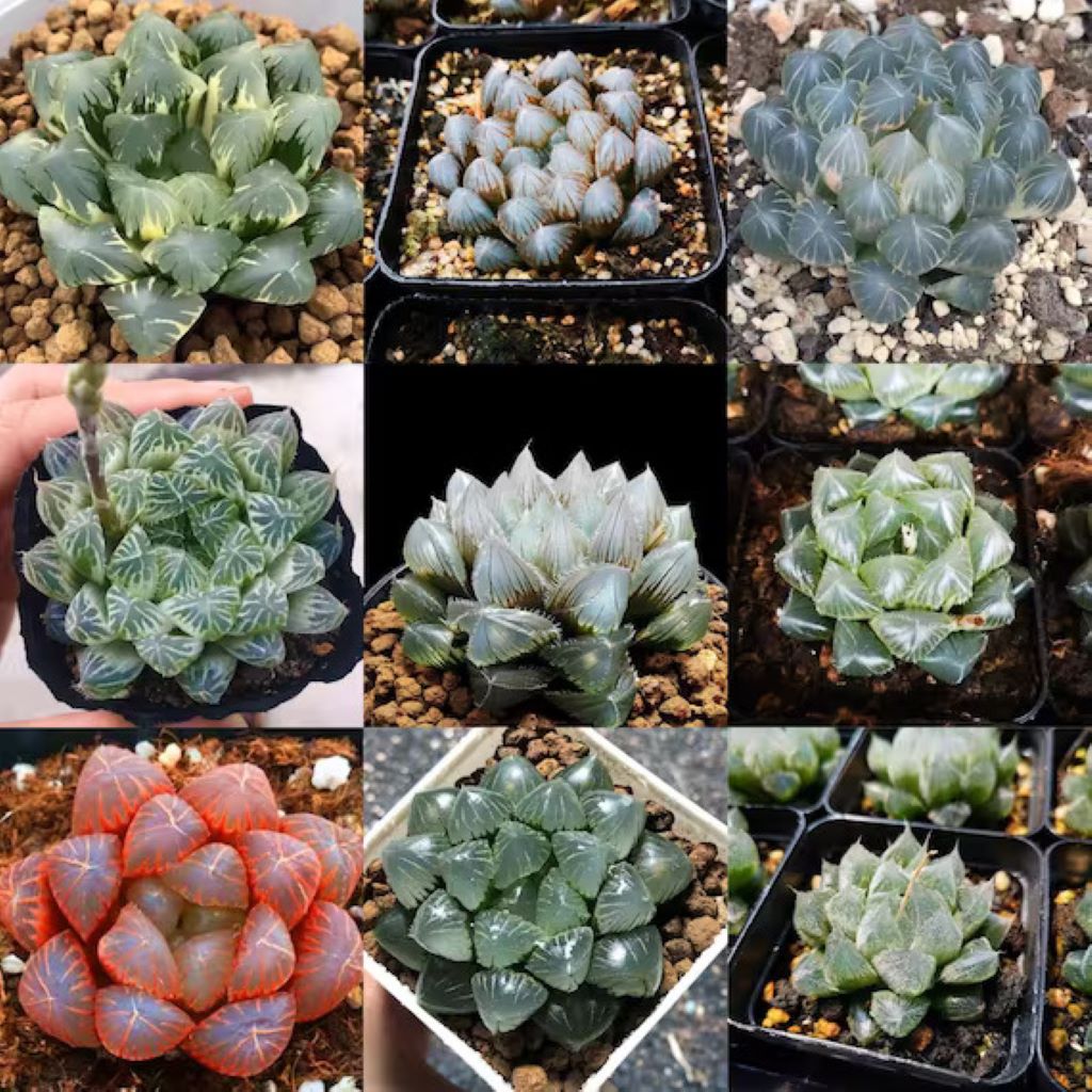 What is the Rarest Succulent: A Look into the World of Exotic Succulents
