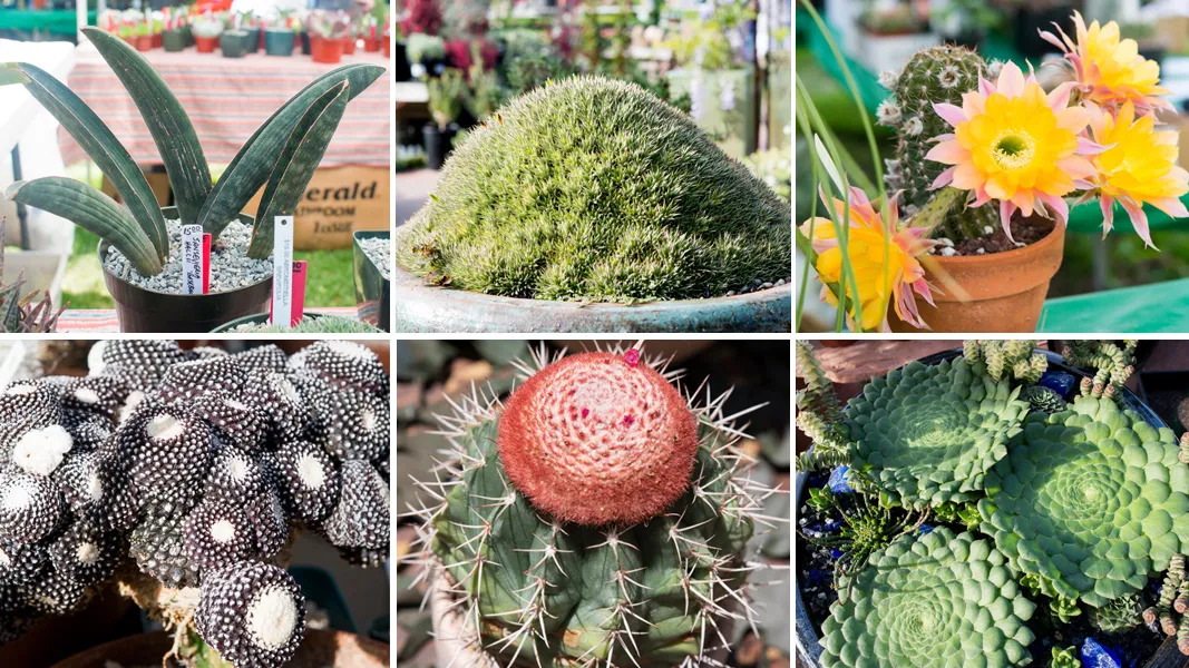 What is the Rarest Succulent: A Look into the World of Exotic Succulents