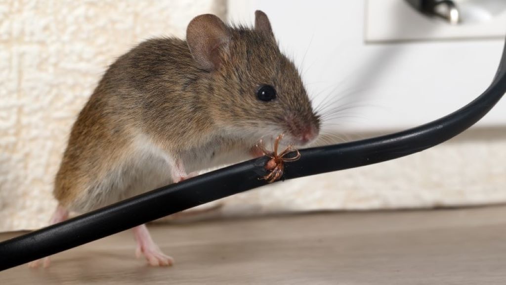 Prevent Rats from Eating Car Wires
